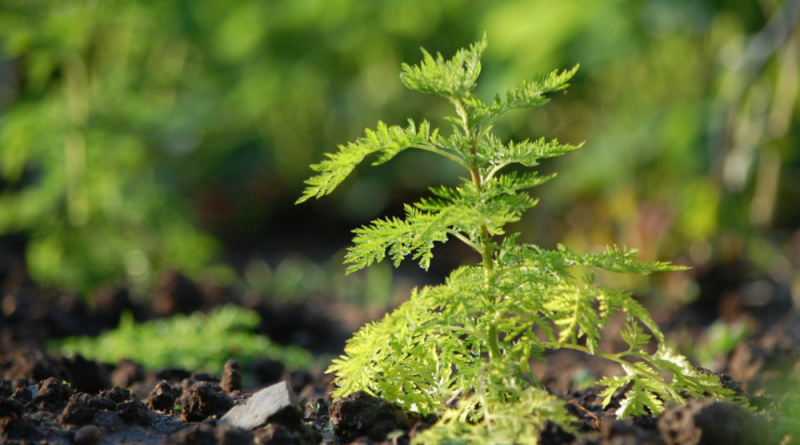 A plant compound used in traditional medicine can help fight tuberculosis Penn State University